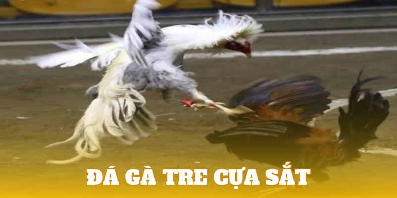 Chiêm ngưỡng màn tranh tài chiến kê tre đá cựa sắt