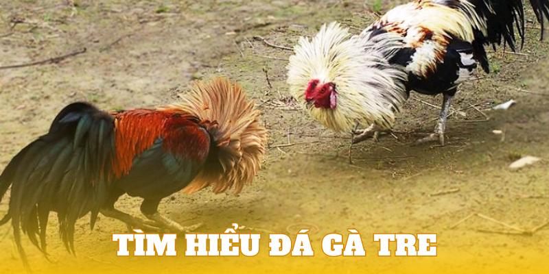 Tìm hiểu đôi nét về loại hình đá gà tre